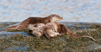 Photo Gallery ~ Otters, Copyright Phil McDermot